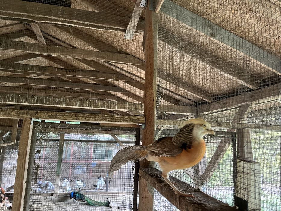 Bażant ozdobny          .