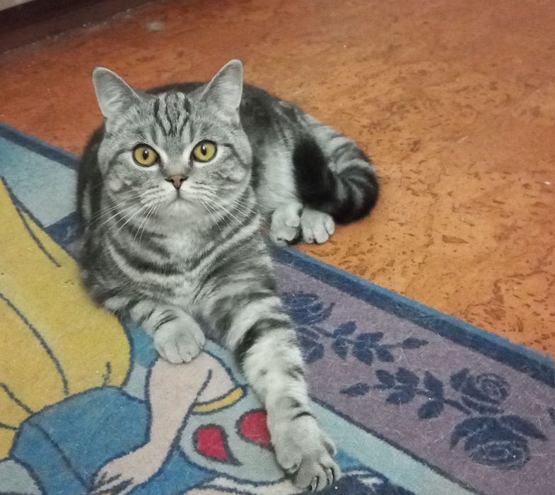 Gato British Shorthair