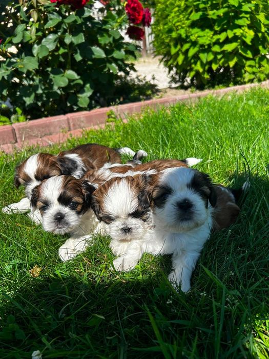Shih tzu. Polecam