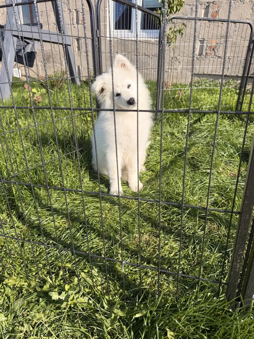 Szczenię samoyed samczyk