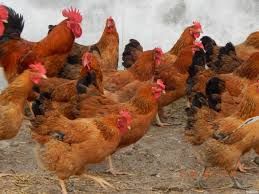 Młode kury nioski dowóz do klienta GRATIS.Kurki szczepione i zdrowe