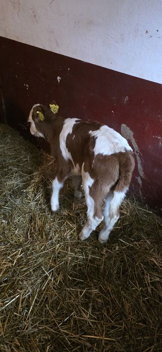 Sprzedam cielisie