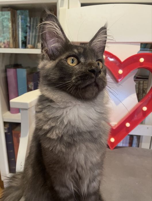 Dymny Aragon of Coty Coli