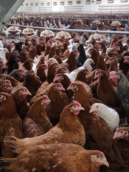 Kury nioski Rosa młode z jajkiem. Leghorn i Messa z własnej hodowli.