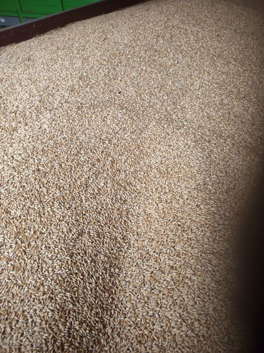 Pszenżyto  sprzedam