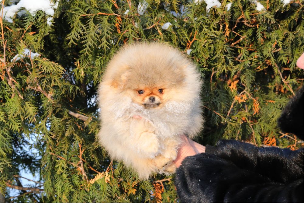 Мини помераночка девочка