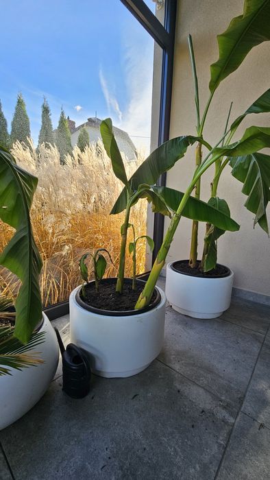 Bananowiec Musa Basjoo x 4