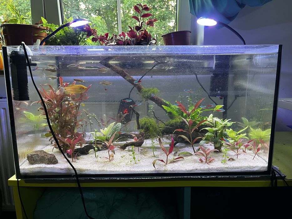 Akwarium 120 l + ryby