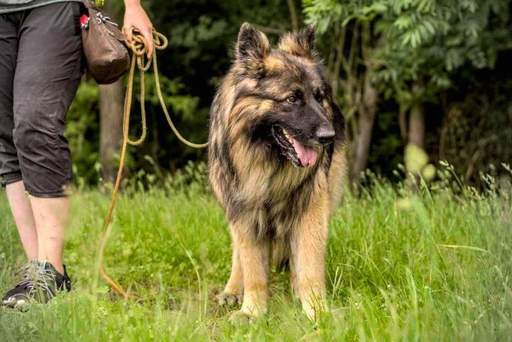 Szarik, psiak do kochania, daj dom