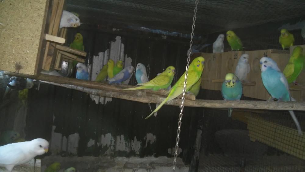 Periquitos Australianos