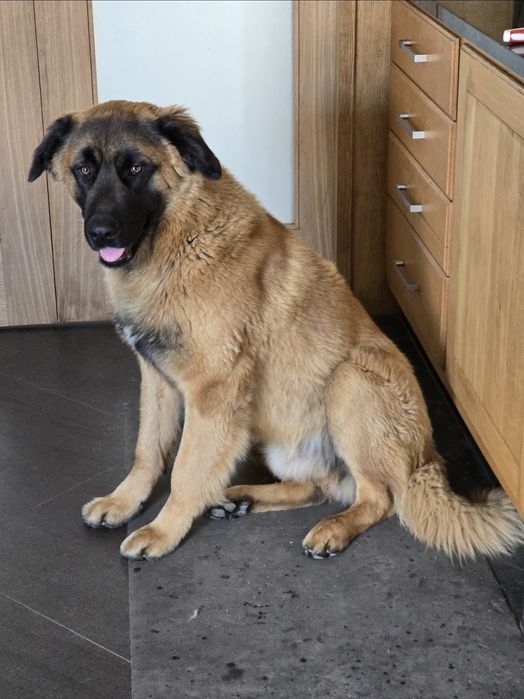 Serra da estrela 2 anos