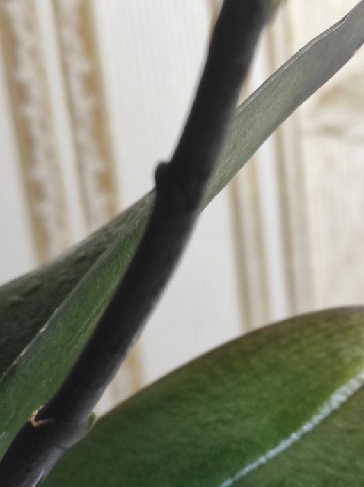 Орхідея фаленопсис орхидея фаленопсис