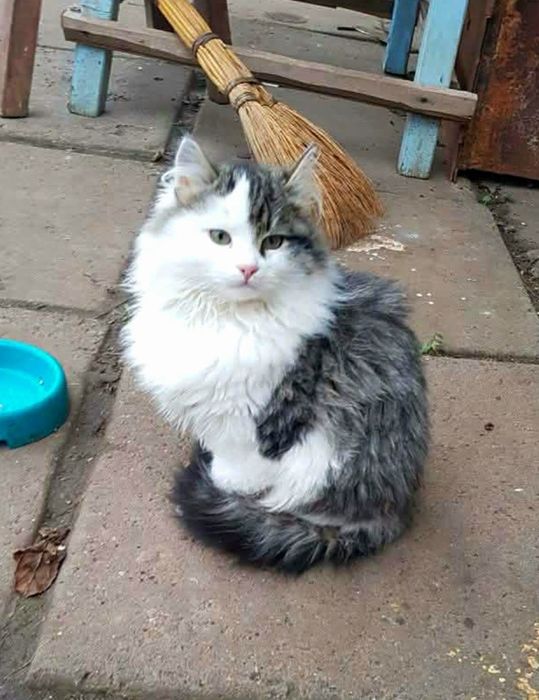 Пушистая котёнок девочка ищет дом! Стерилизуем! Котята