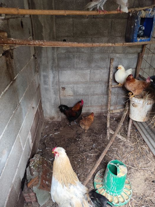 Vendo granizos e garniza