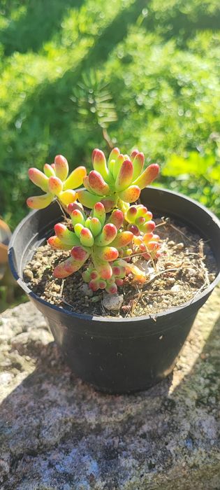 Planta suculenta