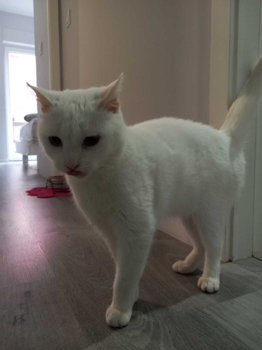 Gato para adoção responsável.