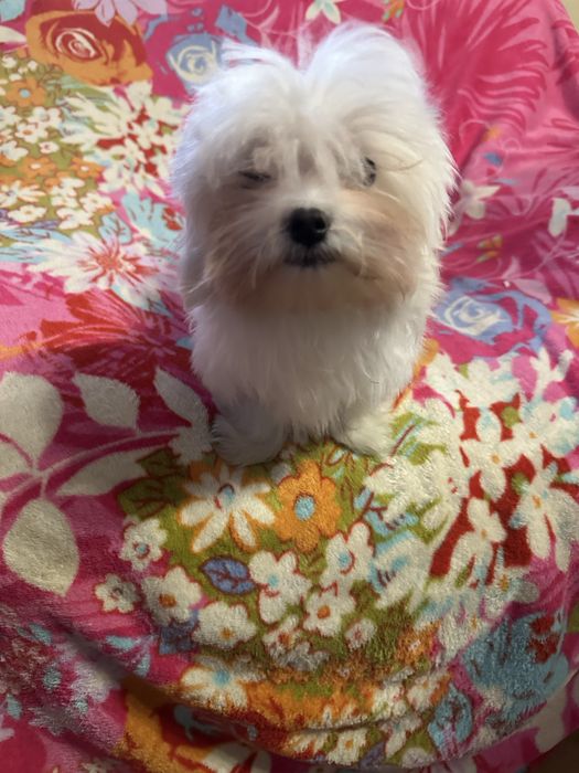 Maltańczyk piesek miniaturka XS