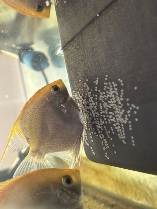 Casal reprodutor (Escalares Amarelos)