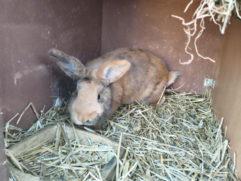 Króliki japońskie nowozelandzki czerwony