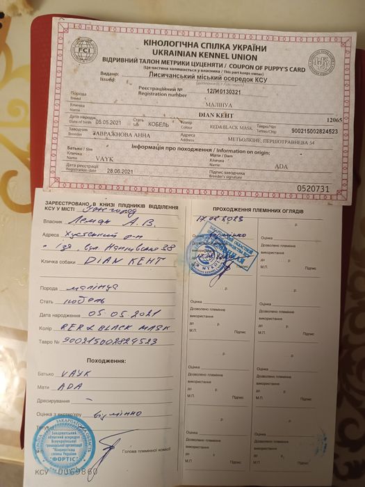 В'язка вівчарки Малінуа КСУ