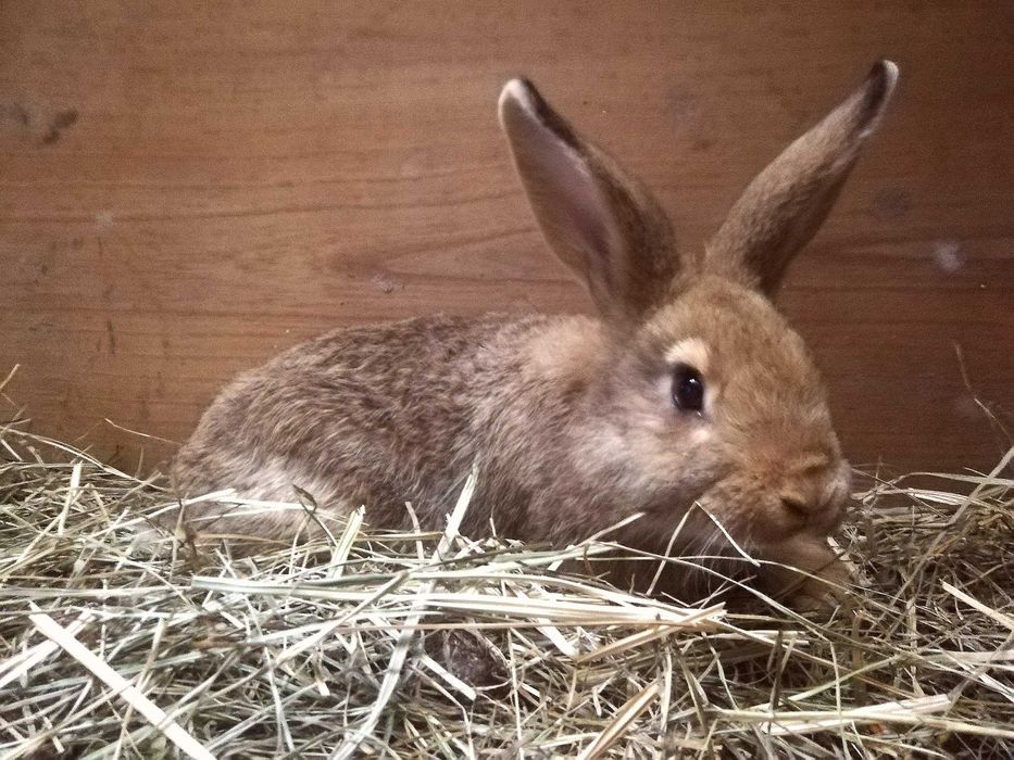 Sprzedam Młode Króliki mieszane