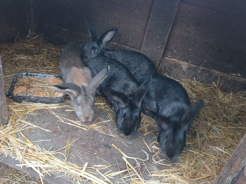 Продам кролів своїх