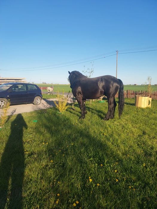 Sprzedam ogiera zimnokrwistego