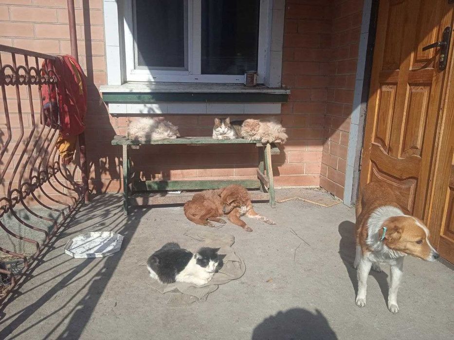 Маленькому приюту Животных срочно нужна помощь!