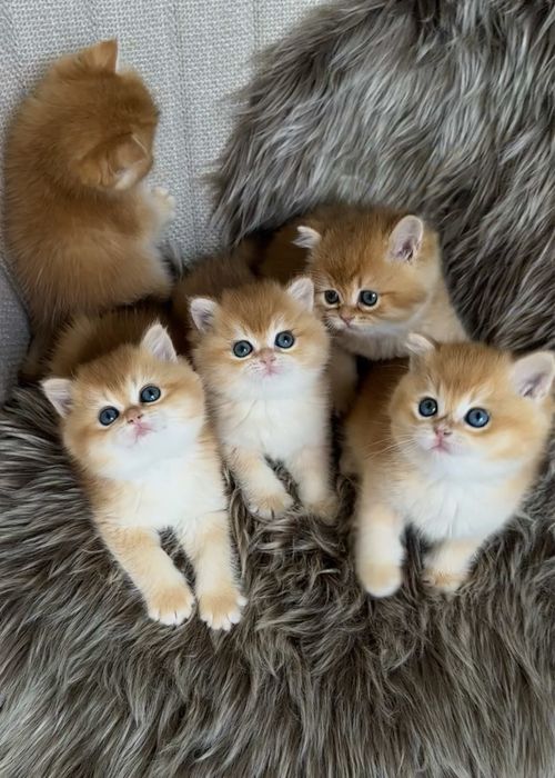 Кошеня золота британська шиншила