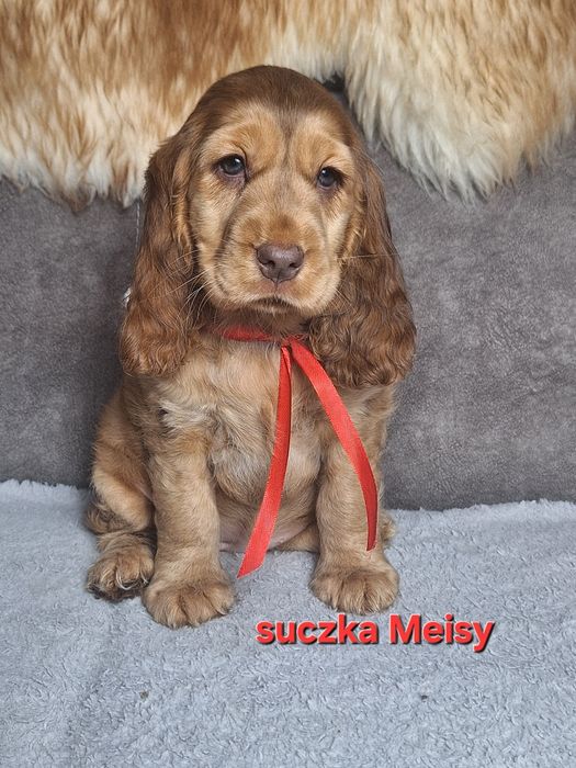Cocker Spaniel Angielski - sunia z czekoladowym noskien