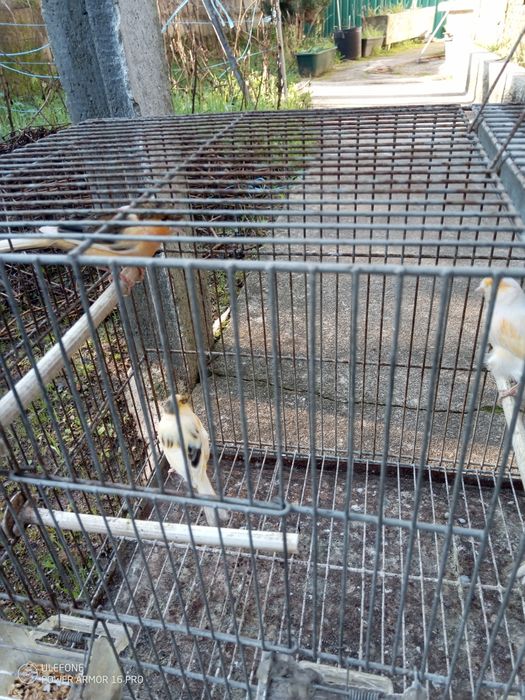 Vendo agaponis e canários