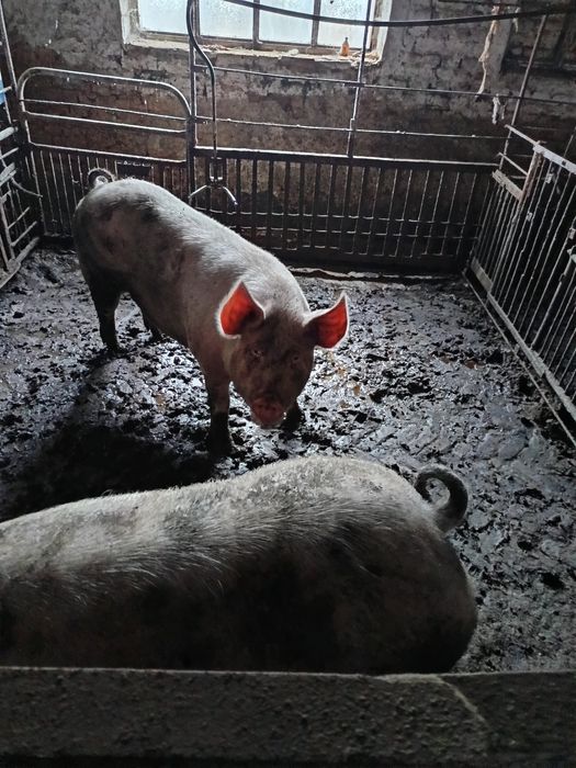 Продам свині живою вагою