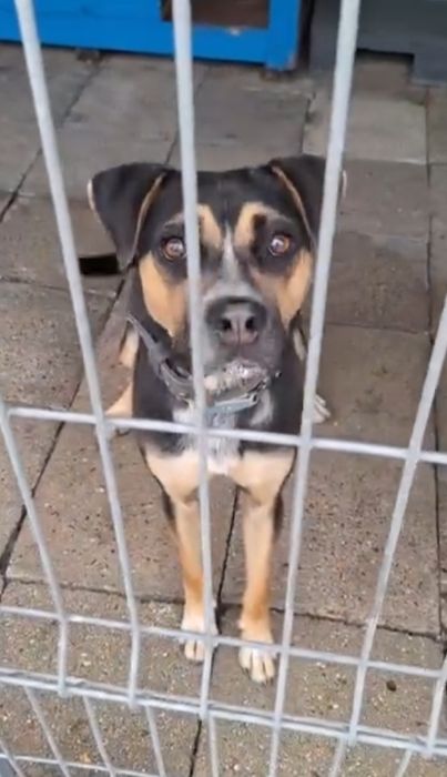 Czesio poleca się do adopcji / schronisko , w Rybniku