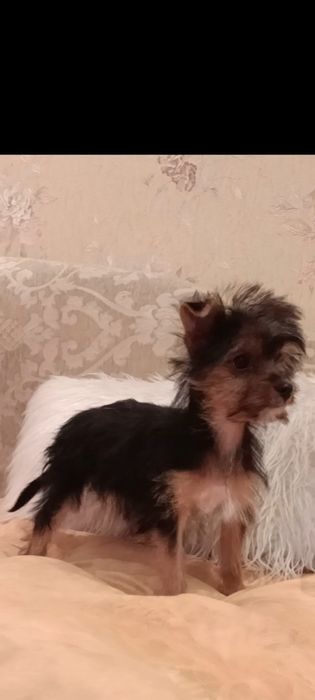 Продам девочку йорка