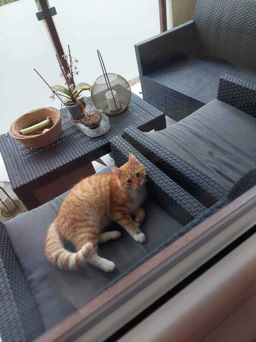 Zaginął Kot - może ktoś szuka?