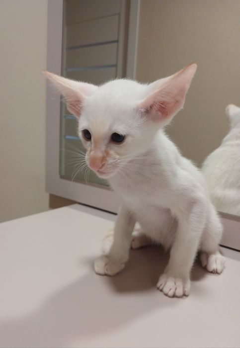 Орієнтальний хлопчик