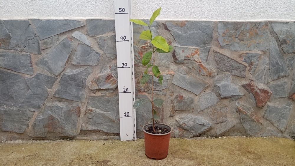 Planta de Feijoa e alecrim