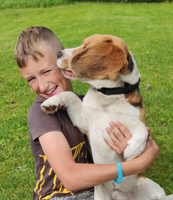 Zaginął pies beagle.
