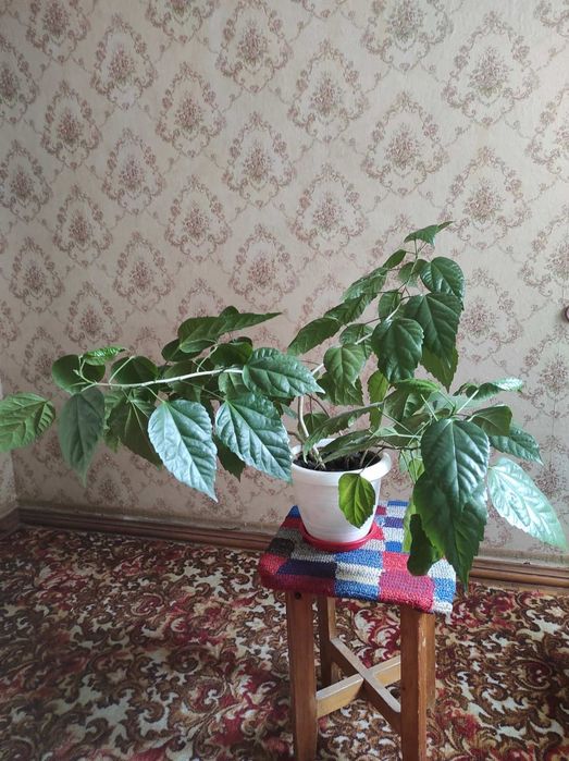 Цветок роза красивый