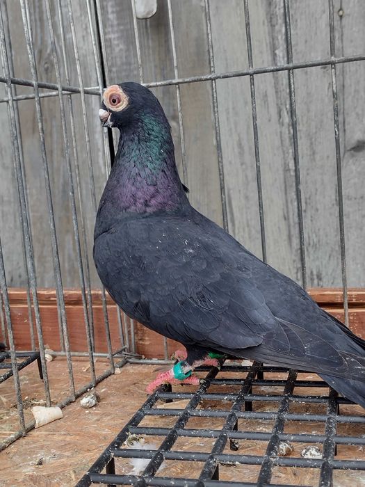 BRODAWCZAK POLSKI Gołębie ozdobne 2025