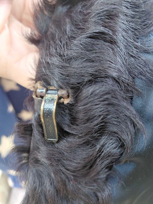 Casaco de pele genuina , cor preta