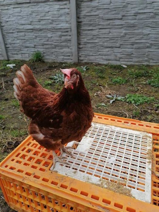 Kury Nioski Messa i Lohmann Sandy z jajkiem 38/40tyg