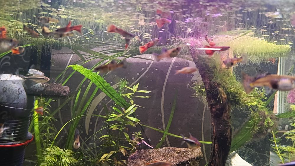 Sprzedam gupiki Tiger Red (czysta krew)