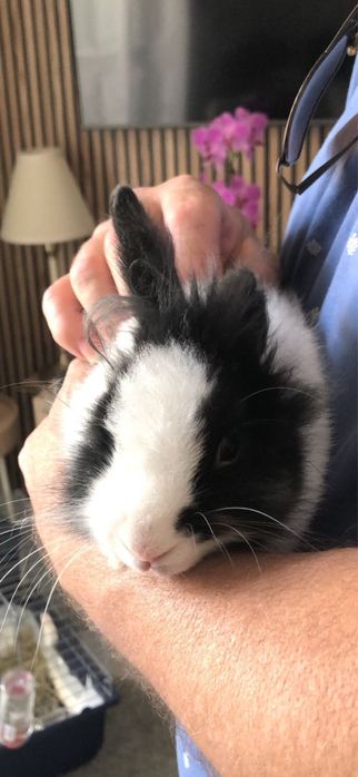 Doação de Coelho Macho