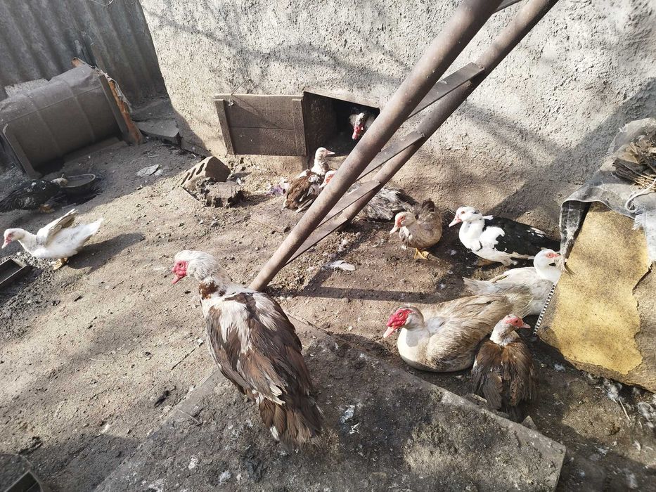 Продам качок шипунів