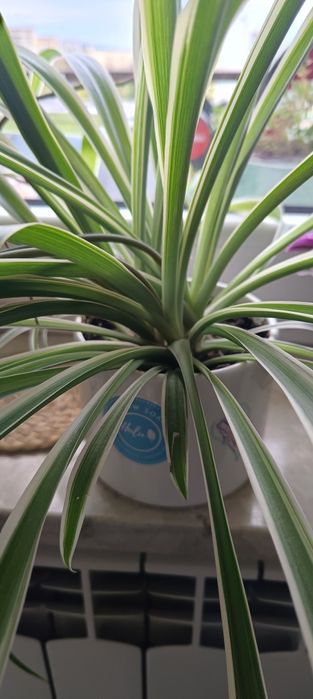 Zielistka sternberga