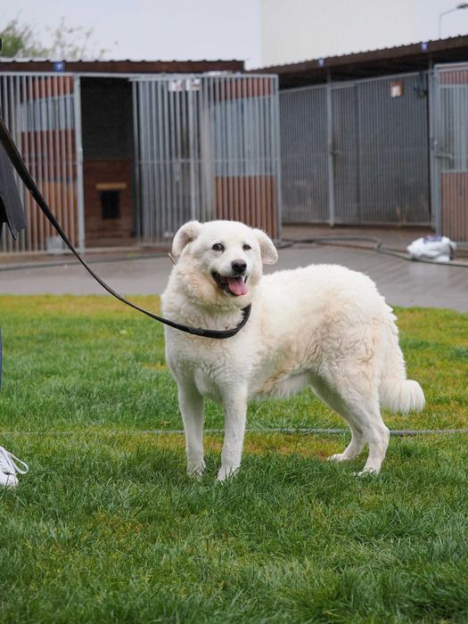 Puchata Mona – wierna towarzyszka na życie i spacery