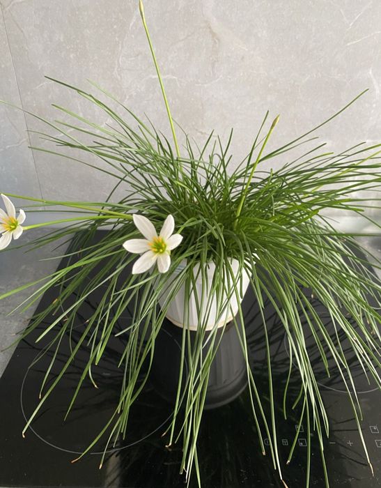 Зефірантес цибулини нарцис