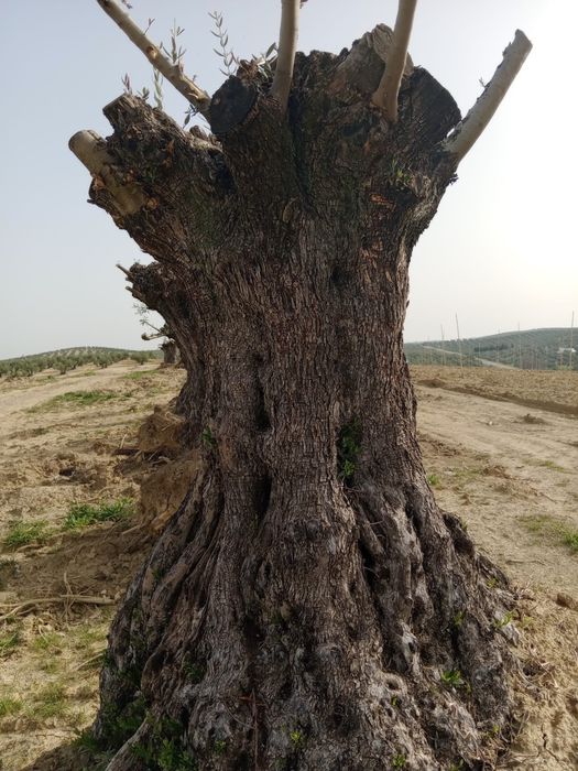 Oliveiras desde 200