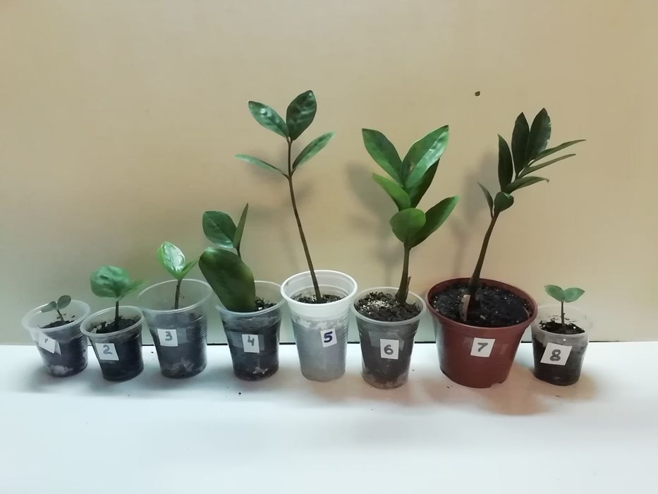 Продаю  долларовое дерево и др комнатные растения.